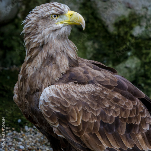 Seeadler  Haliaeetus albicilla 