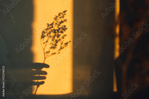 Shadow of elegant female hand holding dry grass spikelet at concrete wall texture background.