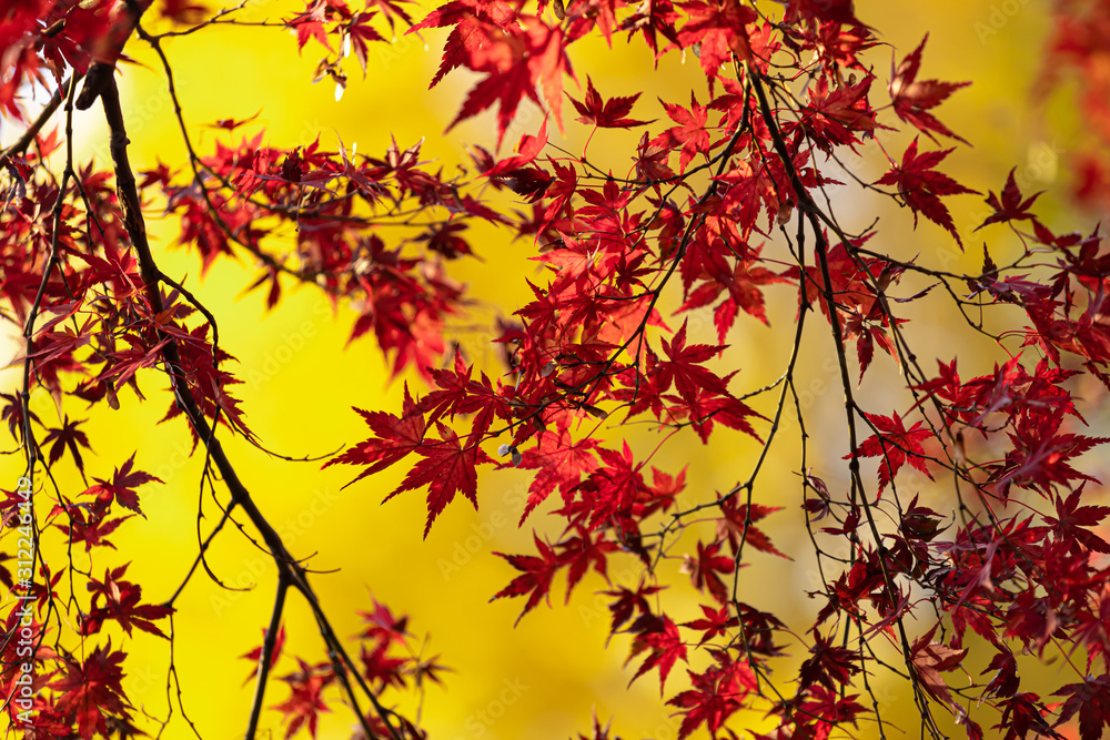 Autumn leaves at Tokyo Japan