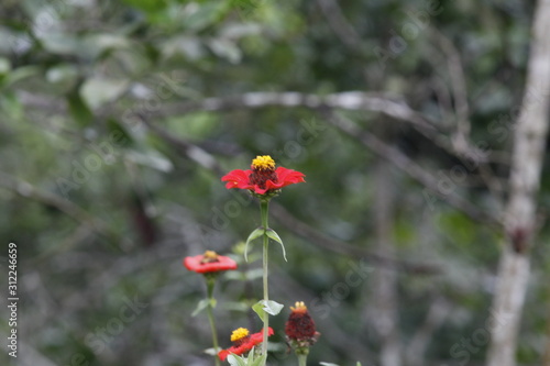 red poppy flower