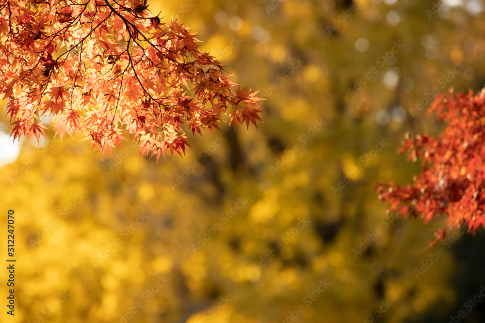 Autumn leaves at Tokyo Japan Autumn leaves at Tokyo Japan