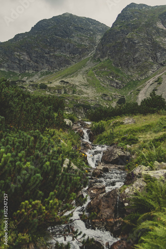Fototapeta Naklejka Na Ścianę i Meble -  Górski strumy w Tatrzańskim Parku Narodowym
