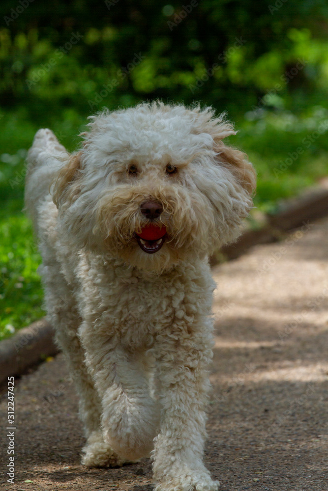 Australian Labradoodle Australian Labradoodle