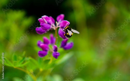 a bumblebee on a purple flower
