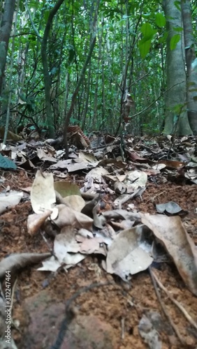 mushrooms in forest