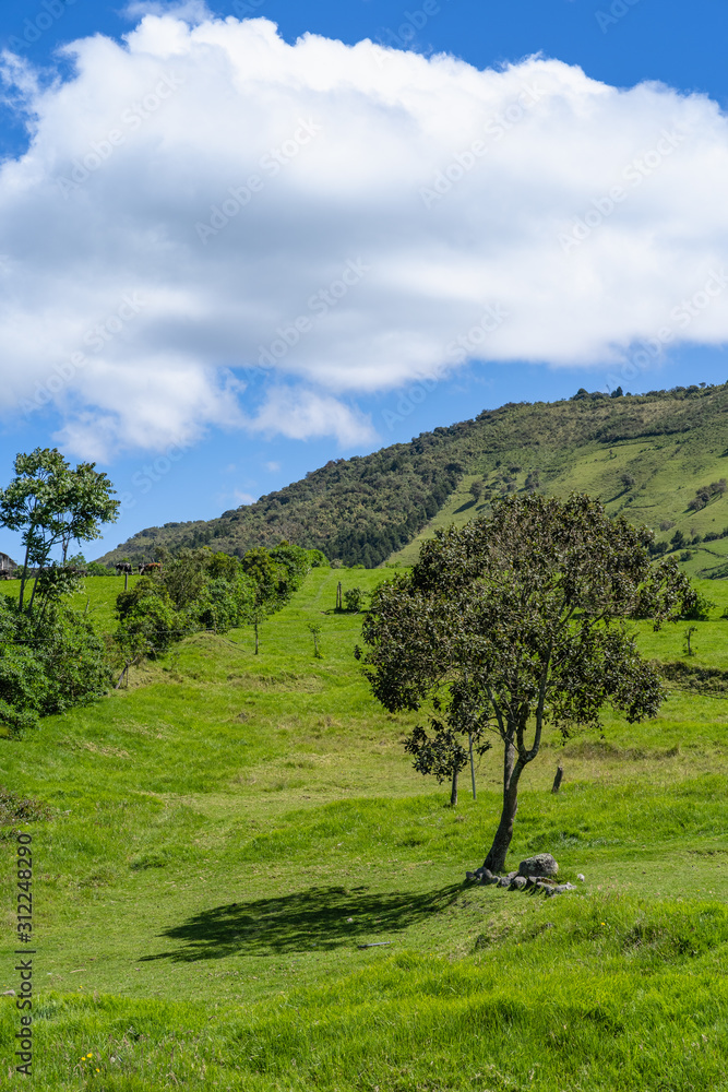 tree ON THE HILL, IN LOS ANDES, SOUTH AMERICA. tree ON THE HILL, IN LOS ANDES, SOUTH AMERICA.