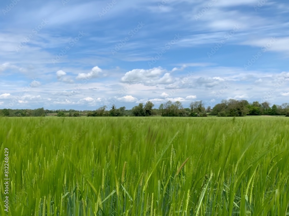 long exposure photo of Barley in a beautiful english countryside field with blue sky and fluffy clouds long exposure photo of Barley in a beautiful english countryside field with blue sky and fluffy clouds
