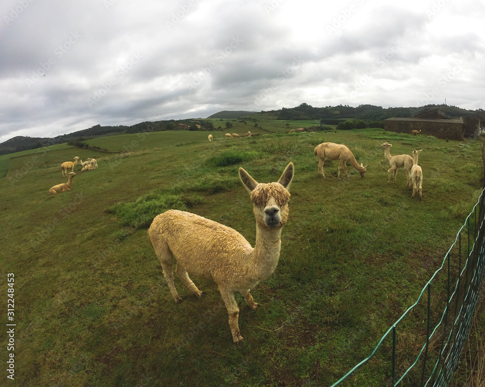 Fototapeta premium Alpaca