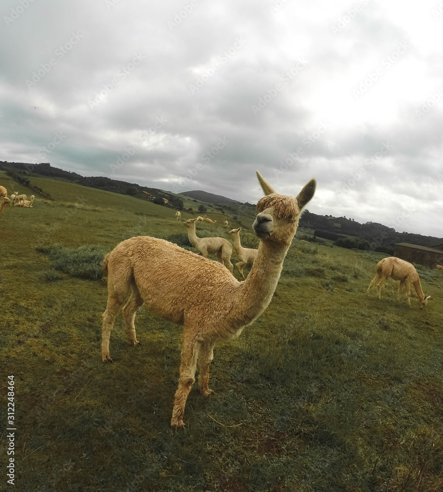 Obraz premium Alpaca