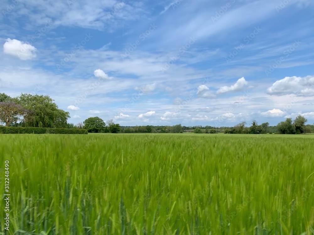 long exposure photo of Barley in a beautiful english countryside field with blue sky and fluffy clouds long exposure photo of Barley in a beautiful english countryside field with blue sky and fluffy clouds