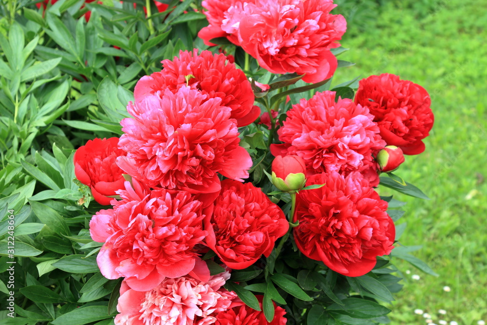 Peonies and buds. Peonies bloom in spring and are valued for beautiful bright flowers and lush foliage. Peonies have been known in the culture of mankind for over 2000 years. Peony (Latin: Paeónia). Peonies and buds. Peonies bloom in spring and are valued for beautiful bright flowers and lush foliage. Peonies have been known in the culture of mankind for over 2000 years. Peony (Latin: Paeónia).