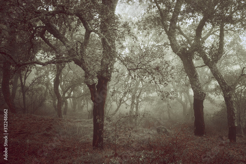 Forest with fog near Montanchez. Extremadura. Spain.