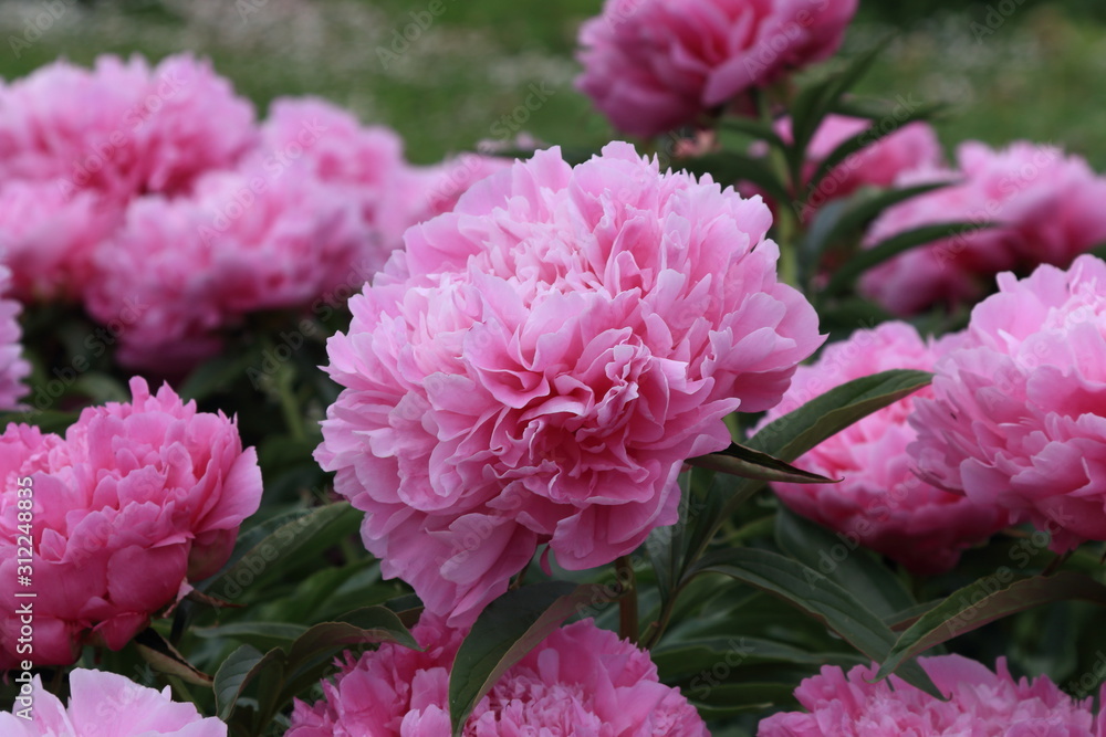 Peonies. Peonies bloom in spring and are valued for beautiful bright flowers and lush foliage. Peonies have been known in the culture of mankind for over 2000 years. Peony (Latin: Paeónia).