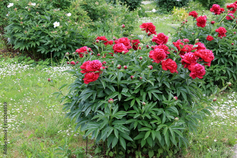 Fototapeta premium Peonies. Peonies bloom in spring and are valued for beautiful bright flowers and lush foliage. Peonies have been known in the culture of mankind for over 2000 years. Peony (Latin: Paeónia).