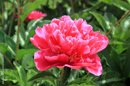 Peony flower. Peonies bloom in spring and are valued for beautiful bright flowers and lush foliage. Peonies have been known in the culture of mankind for over 2000 years. Peony (Latin: Paeónia).