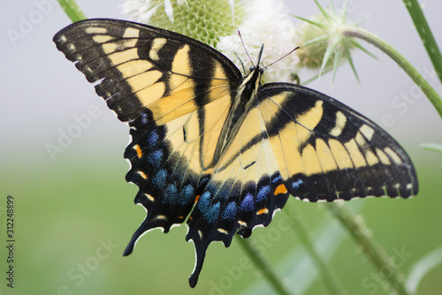 Tableau sur toile Butterfly 2019-154 / Tiger Swallowtail (Papilio glaucus)