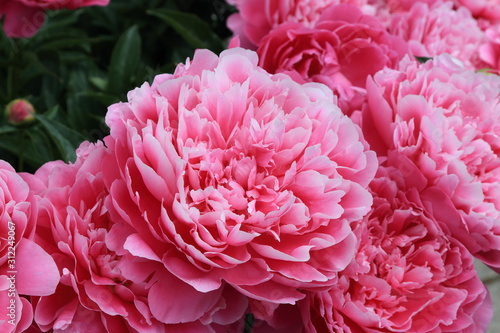 Peonies. Peonies bloom in spring and are valued for beautiful bright flowers and lush foliage. Peonies have been known in the culture of mankind for over 2000 years. Peony (Latin: Paeónia).