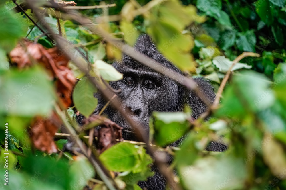 Obraz premium close up portrait of silverback in the wild deep in the jungle