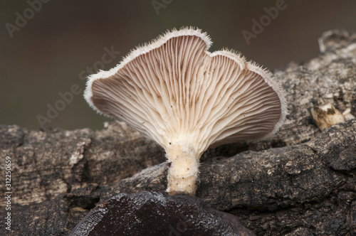 Lentinus strigossus pretty orange brown mushroom that grows on trunks and dead branches with hair that covers the entire hat