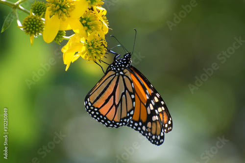 Butterfly 2019-160 / Monarch butterfly (Danaus plexippus)  © mramsdell1967