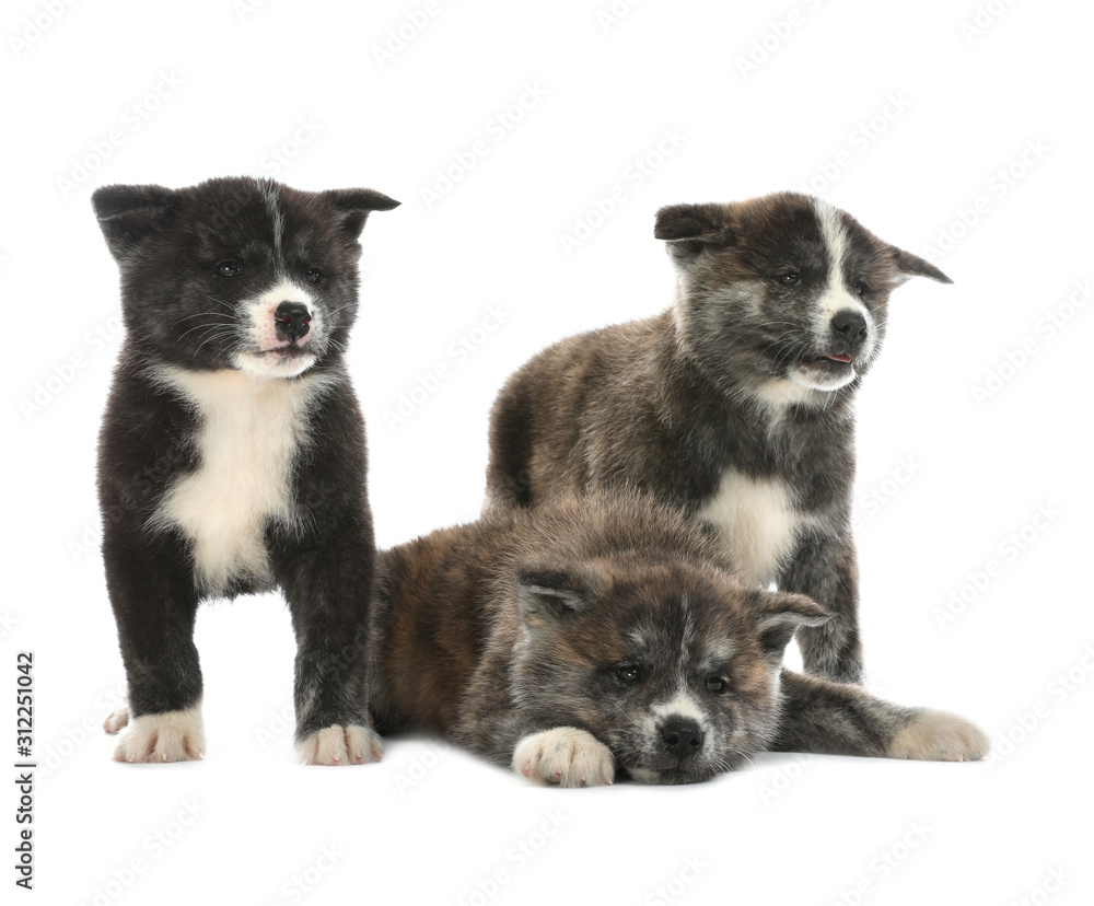Cute Akita inu puppies on white background. Friendly dogs Cute Akita inu puppies on white background. Friendly dogs
