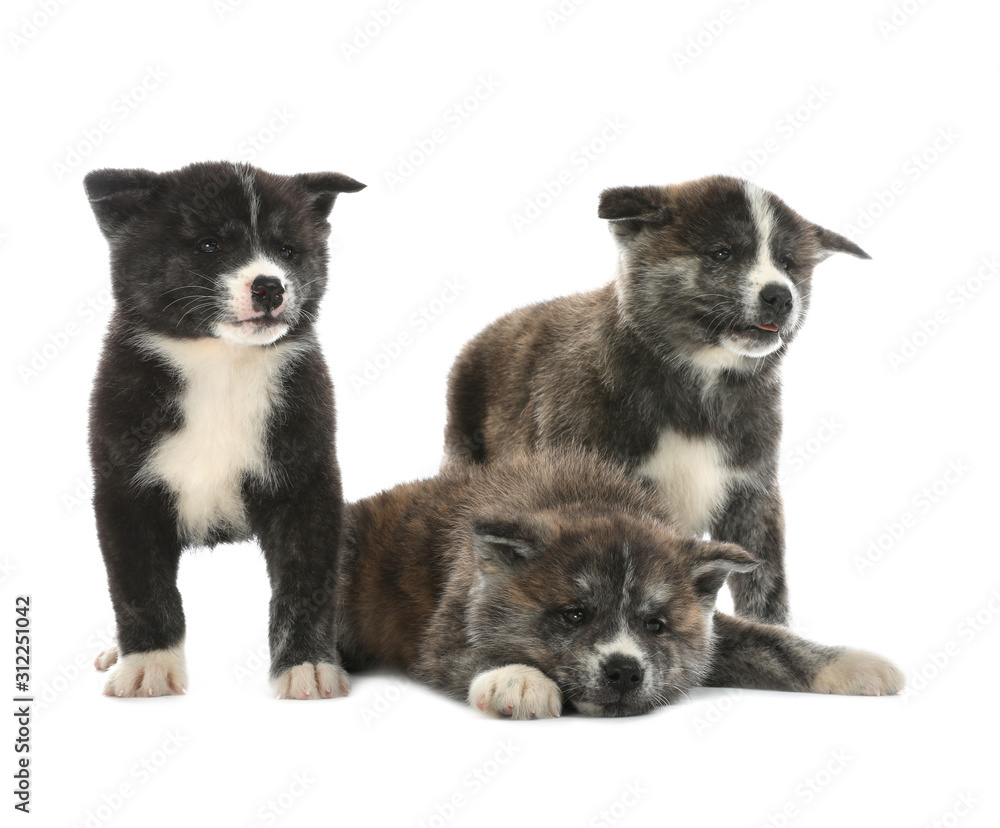 Cute Akita inu puppies on white background. Friendly dogs