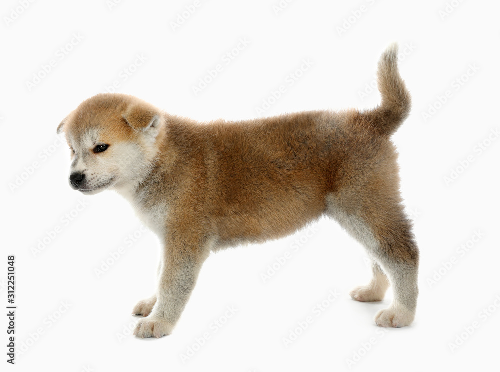 Cute Akita inu puppy on white background. Friendly dog