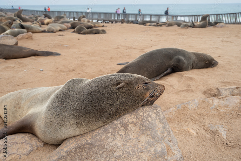 Fototapeta premium Cape Cross seals