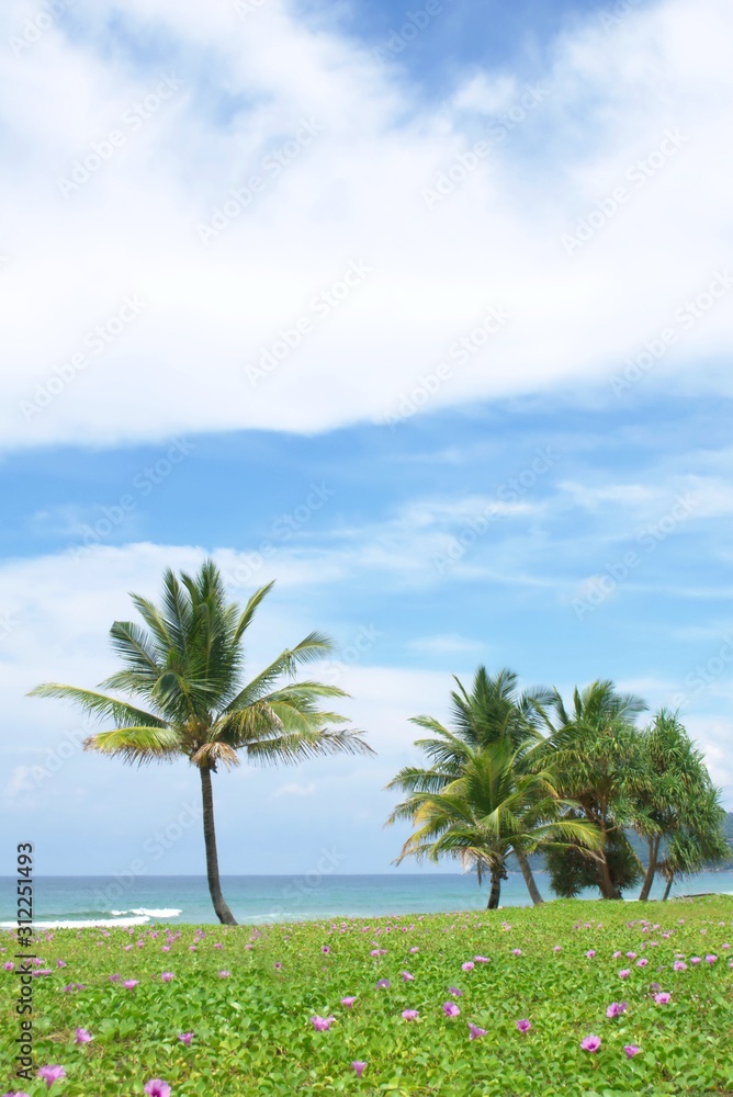 Palm trees on a Tropical beach in Phuket, Thailand, on a sunny day.