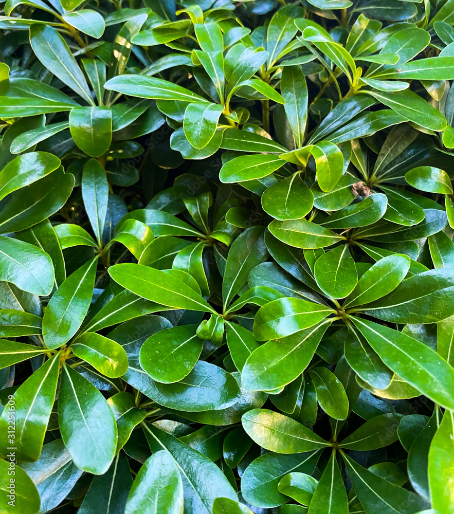 Background of green leaves. Botanical pattern. Turkey. Background of green leaves. Botanical pattern. Turkey.