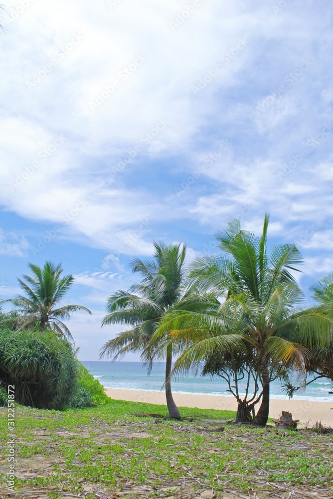 Palm trees on a Tropical beach in Phuket, Thailand, on a sunny day.