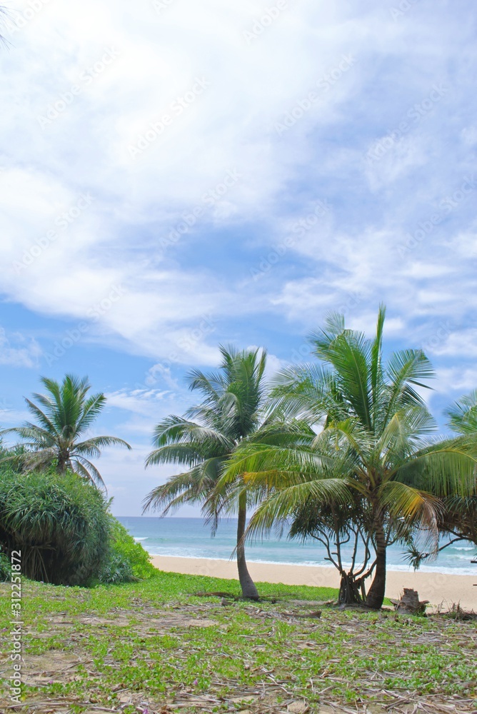 Palm trees on a Tropical beach in Phuket, Thailand, on a sunny day. Palm trees on a Tropical beach in Phuket, Thailand, on a sunny day.