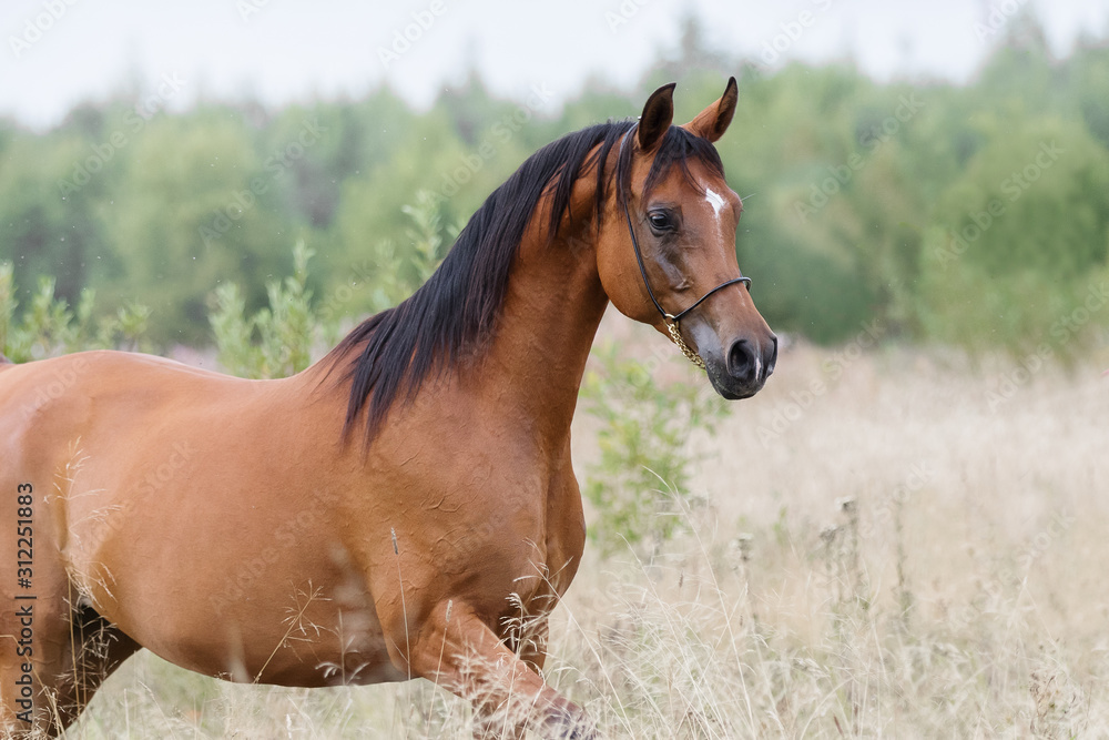 Fototapeta premium A chestnut arabian horse against summer background. Portrait closeup.