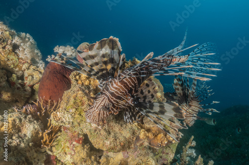 Lion fish in the Red Sea colorful fish, Eilat Israel