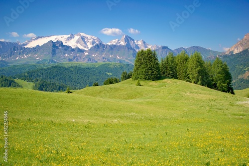 Beautiful blooming mountain pasture , Dolomites Italy, European Alps.