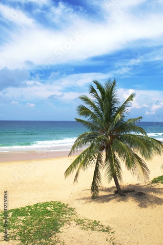 Palm trees on a tropical beach in Phuket, Thailand, on a sunny day.