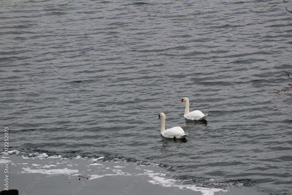 Swan Swan