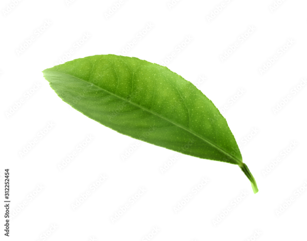 Obraz premium Fresh green citrus leaf isolated on white