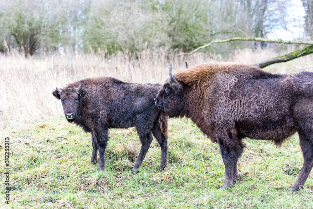 young wisent together with his mother young wisent together with his mother