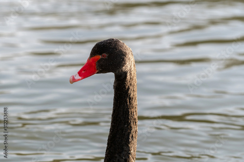 Trauerschwan - schwarzer Schwan