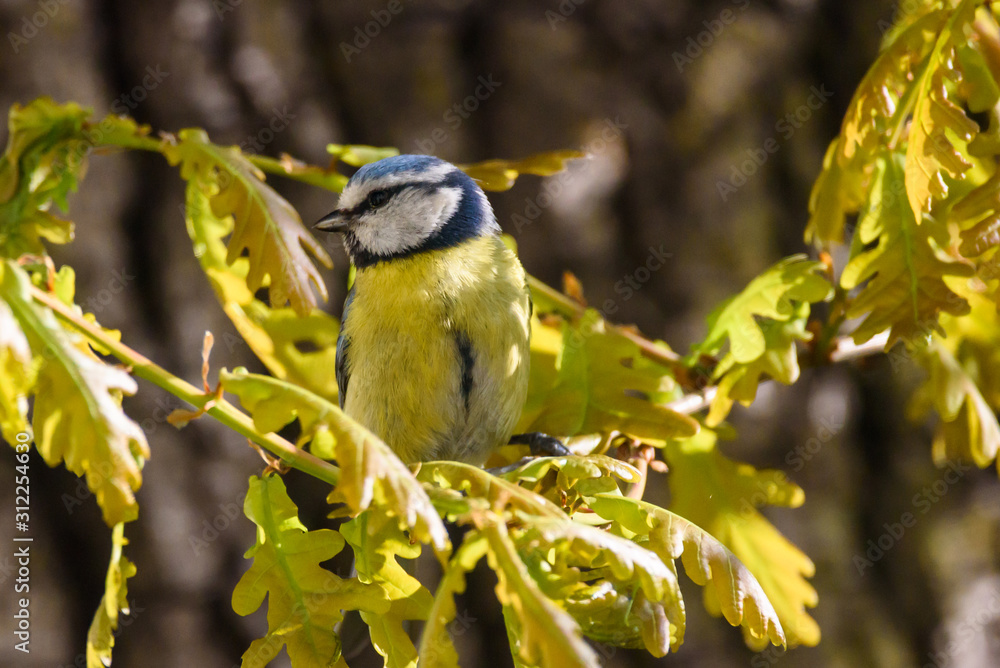 Obraz premium Eurasian blue tit bird.