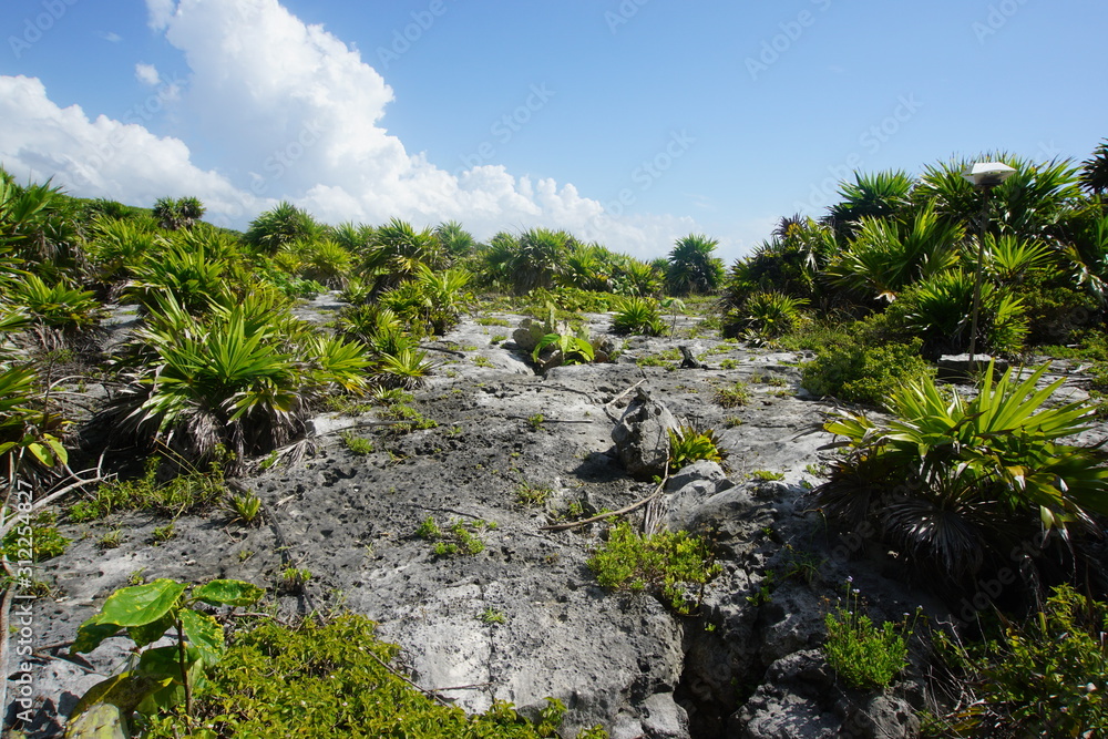 Carribean flora, palm trees and rocks