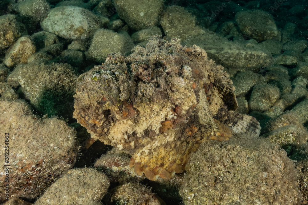 Fish swim in the Red Sea, colorful fish, Eilat Israel Fish swim in the Red Sea, colorful fish, Eilat Israel