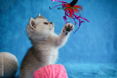 Cute American shorthair cat kitten is playing