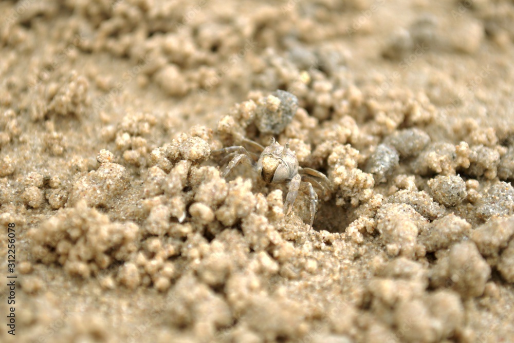 Sand bubbler crab (Dotilla sulcata) entering its burrow on the beach of Yao Yai island, Thailand.