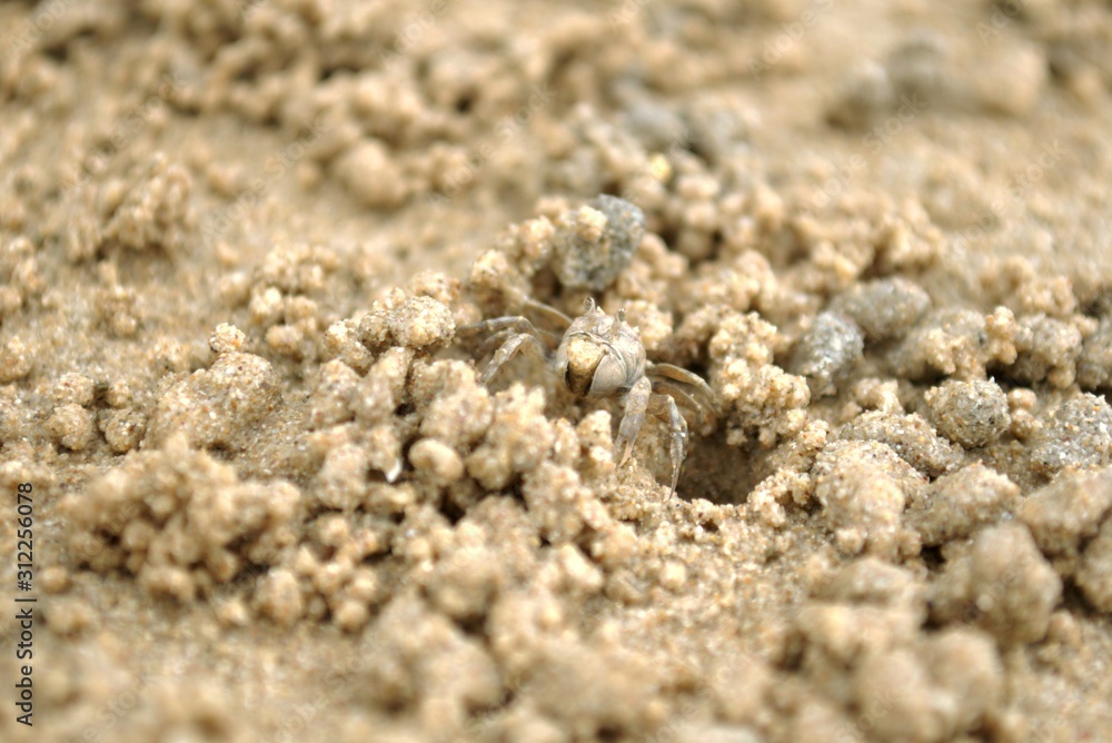 Sand bubbler crab (Dotilla sulcata) entering its burrow on the beach of Yao Yai island, Thailand. Sand bubbler crab (Dotilla sulcata) entering its burrow on the beach of Yao Yai island, Thailand.
