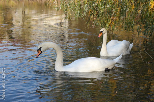 swan on the lake