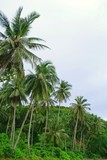 Palm trees on Yai Yai island, Thailand