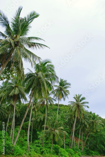 Palm trees on Yai Yai island, Thailand
