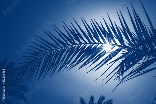 Classic blue toning trend 2020 color. Palm leaf on a background of the suns rays